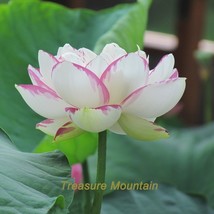 1 Professional Pack, 1 seeds / pack, &#39;Shalina&#39; White Lotus Flower Water Lily Flo - £2.44 GBP