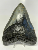 6 INCH REAL MEGALODON SHARK TOOTH CERTIFIED FOSSIL GIANT GENUINE BIG MEG... - £667.86 GBP