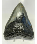 6 INCH REAL MEGALODON SHARK TOOTH CERTIFIED FOSSIL GIANT GENUINE BIG MEG... - $15,602.10 MXN