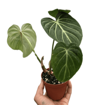 Philodendron Gloriosum-4" Pot - $1,052.52 MXN