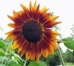 Sunflower, Autumn Beauty 100 Seeds Organic Newly Harvested, Vivid Colorful Bloom - £5.52 GBP