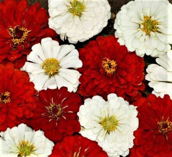 Beautiful Stop Sign Zinnia Seeds 100+ Seeds Fresh Garden - $3.98