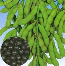 30 Tankuro Soybean Seeds NonGMO Gourmet Glycine Max - £9.37 GBP