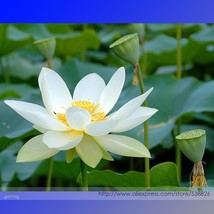 Heirloom &#39;Bai Xu&#39; White Lotus (Nelumbo Nucifera) Seeds  Professional Pack  1 See - $5.67