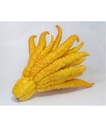 California only!! Buddha&#39;s Hand Semi-Dwarf Citron Tree 36-48&quot; tall, graf... - €222,26 EUR