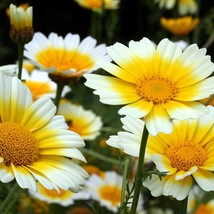 1000 Garland Crown Daisy Chrysanthemum Coronarium Flower Seeds US Seller Fast Sh - £5.89 GBP