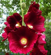 25 Burgundy Red Hollyhock Perennial Flower Flowers Seed - $7.66