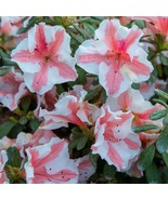 Encore Autumn Starburst Azalea Deciduous Well Rooted Starter Plant Fresh... - $54.19
