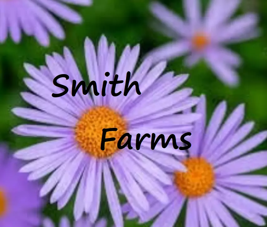 25 Seeds Purple Aster Flowers Lavender Blooms Fast US Shipping - $9.50