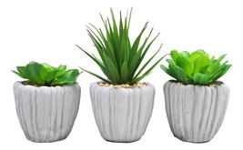 Set Of 3 Realistic Artificial Botanica Fern Succulents Plant In Grey Cement Pots - $35.99