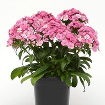 Dianthus Seeds Jolt Pink Magic 25 Seeds Fresh Seeds Gardening USA - $30.00