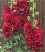 25 Hollyhock Lipstick Red Chaters Double, Alcea Roseas Perennial Flower Seeds Ga - £7.89 GBP