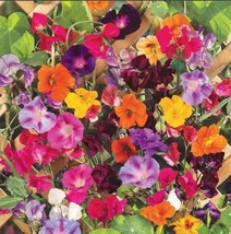 50 Seeds Colorful Climbers Mix Morning Glory Sweet Pea Nasturtium Vines Non Gmo - £10.50 GBP