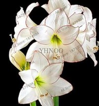 AQL 100 Of Gorgeous Clivia Flower Seeds Kaffir Lily - White Flowers with Coffee  - £27.64 GBP