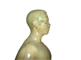 Vintage Acupuncture model in original book Flexible Male on wood stand - £86.49 GBP