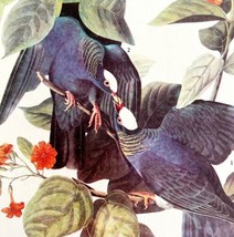 White Crowned Pigeon Bird 1946 Color Art Print John James Audubon Nature... - £31.85 GBP