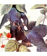 White Crowned Pigeon Bird 1946 Color Art Print John James Audubon Nature... - £31.46 GBP