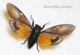 Real Orange Cicada Angamiana Species Rare Framed Entomology Collectible ... - $54.99