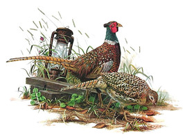 Ring Necked Pheasant Cross Stitch Pattern***LOOK*** - $2.95