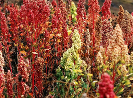 100+  Brilliant Rainbow Quinoa Greens Seeds Vegetable NON-GMO USA  - £6.74 GBP