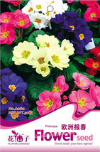 30 Seeds Primula Vulgaris Mix Common Primrose Flower Fresh - $6.22