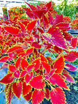 100 Seeds Penghuo Series Coleus Seeds Fiery Red Leaves With Golden Serra... - $4.38