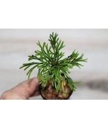 SELAGINELLA TAMARISCINA DWARF COMPANION PLANT POTTED - $46.31 CAD