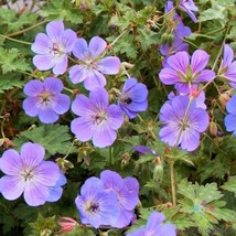 25 Rozanne (Gerwat) Geranium Seeds for Garden Planting  - £6.36 GBP