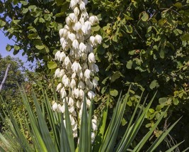 Yucca Glauca (Soap weed) 25 seeds - £1.75 GBP