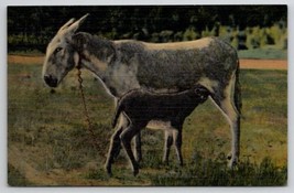 Darling Donkeys Lunch In The Southwest Postcard R28 - $8.95
