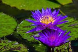Dark Purple Water Lily Hybrid Pond Plant Lotus 1 PCS Seeds - $136.96 MXN