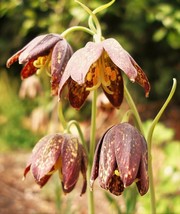 Shipped From Us 20 Checker Lily Chocolate Lily Mission Bells Flower Seeds, LC03 - £18.32 GBP