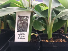  FHIA-01 Goldfinger Dwarf Banana Plant - Live Plant - $29.67