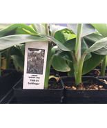  FHIA-01 Goldfinger Dwarf Banana Plant - Live Plant - $553.52 MXN