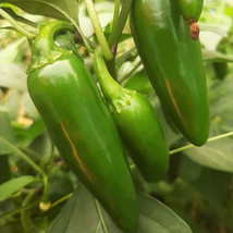 Jalapeno M Pepper 8000 Scoville Green Peppers Spicy Vegetable Fresh Garden USA S - £7.43 GBP