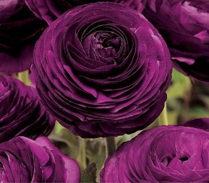 20 seeds 'Zi Yuren' Dark Purple Ranunculus Asiaticus Perennial Flower Seeds
