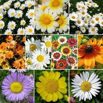 Daisy Crazy Flower Mix 10 Varieties Painted Shasta &amp; More NON GMO 500 Seeds - £5.79 GBP