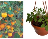 Tumbling Tom Yellow Cherry Tomato Plant 6&quot; Hanging Basket - £39.90 GBP