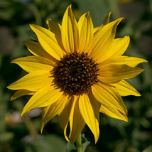 Golden Sunflowers 100 Seeds Organic Newly Harvested, The Classic Sunflower - £5.54 GBP