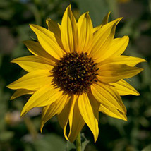 Golden Sunflowers 100 Seeds Organic Newly Harvested, The Classic Sunflower - £5.52 GBP