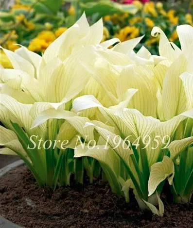 100 Seeds Bonsai Hosta Mixed Bonsai Jardin Perennials Lily Flower Pot White Lace - £7.36 GBP