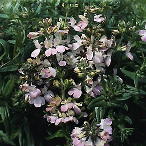 Collinsia Chinese Houses 1,000 seeds - £18.74 GBP