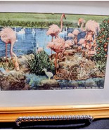 Flamingos in Miami, Florida post card - £14.27 GBP