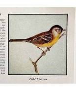 Field Sparrow Bird Print 1931 Blue Book Birds Of America Animals Art PCB... - $19.99