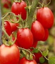 Principe Borghese Tomato Italian Favorite Huge Amounts Of Plum Shaped Fruits Fre - £8.72 GBP