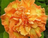 20 Double Yellow Orange Hibiscus Seeds Flowers Flower Seed Perennial Blo... - $9.78