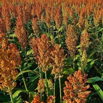 US Seller Sugar Drip Sorghum Seeds Packet Of 15 Seeds Fast Shipping - $16.97