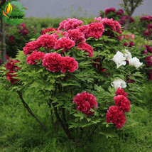 Hot Fire&#39; Red Wrinkled Peony Tree Seeds 5 Seeds Garden - £4.90 GBP