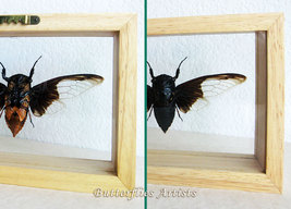 Aquila Cryptotympana Entomology Batwing Cicada Collectible Double Glass ... - $68.99