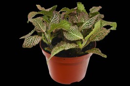 Fittonia &#39;Pink&#39;-6&quot; Pot - $1,004.06 MXN